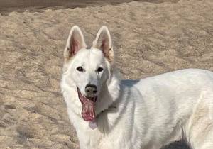 Breeder - Ms Zavannah Elliott