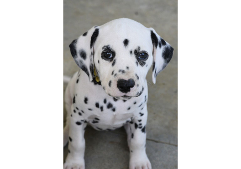 Breeder Gallery Large Image