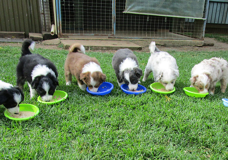 Breeder Gallery Large Image