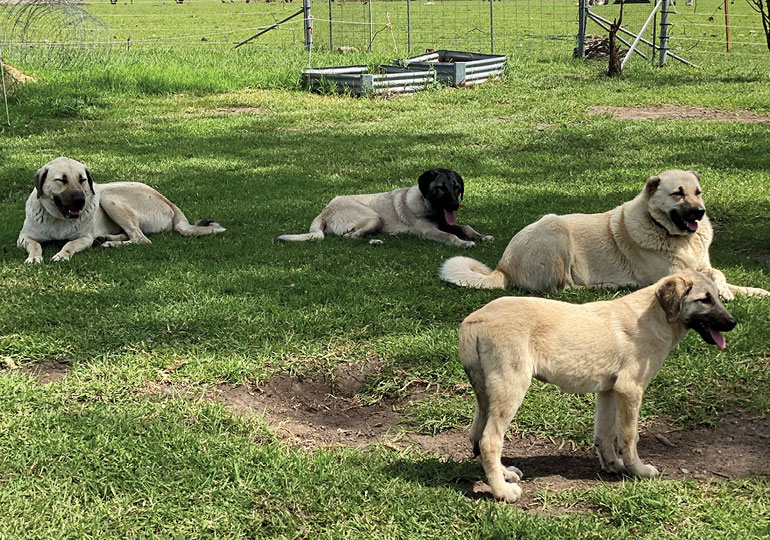 Breeder Gallery Large Image