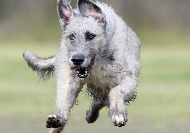 Breeder - Ms Rona Moss