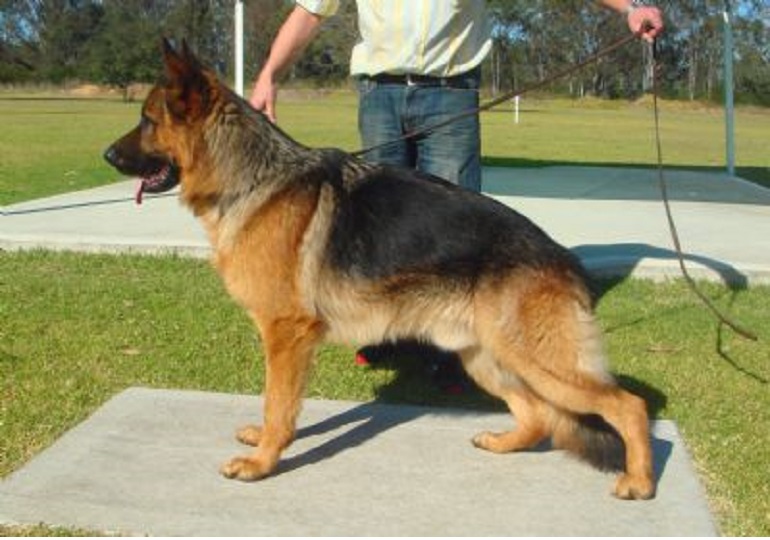 Breeder Gallery Large Image