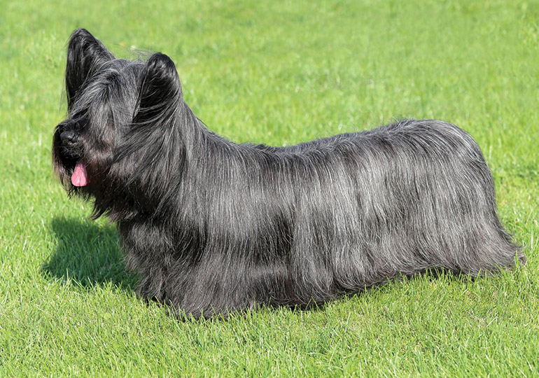 skye_terrier