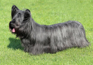skye_terrier