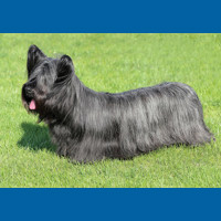 skye_terrier