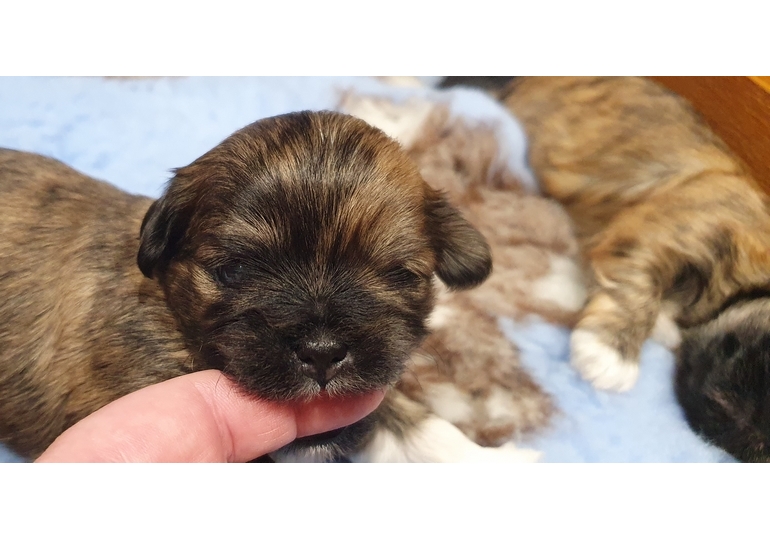 Breeder Gallery Large Image