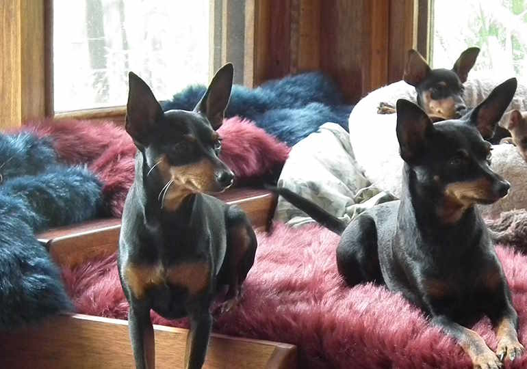 Breeder - Ms Zana Clarke
