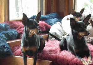 Breeder - Ms Zana Clarke