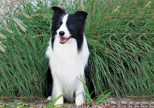 border_collie