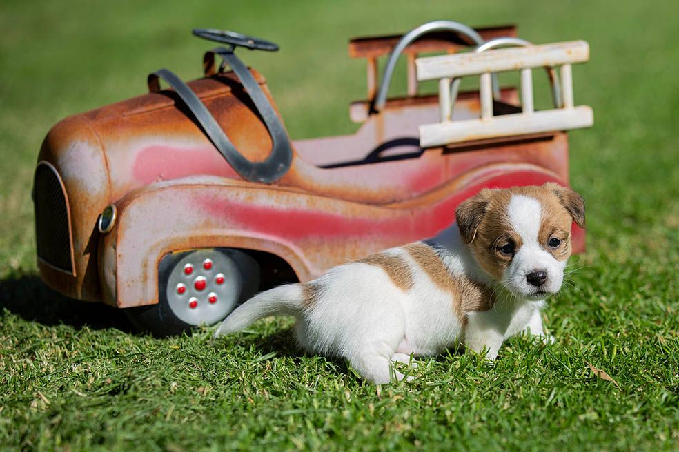 Breeder Gallery Large Image