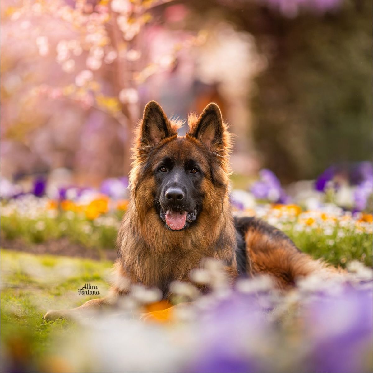 Breeder Gallery Large Image
