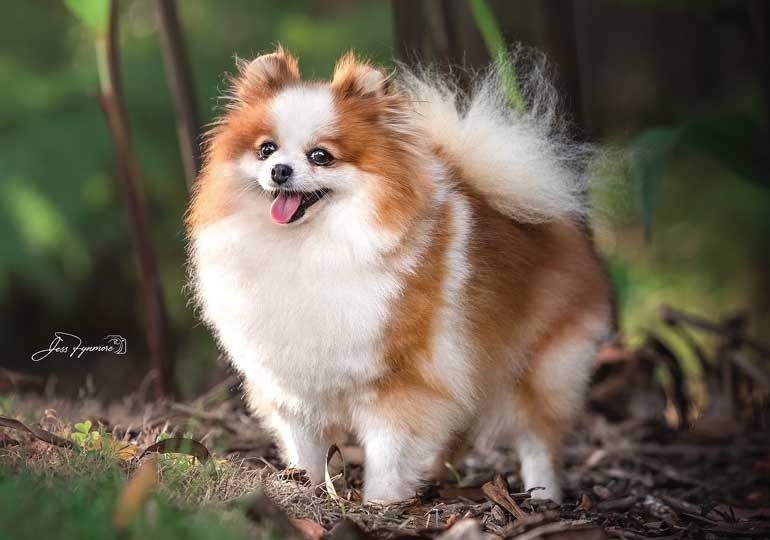 Breeder - Ms Alannah Roberts