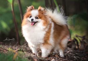 Breeder - Ms Alannah Roberts
