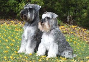 schnauzer__miniature_