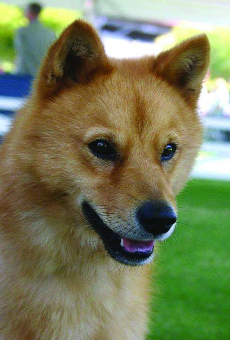 Finnish Spitz head shot