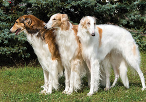 borzoi