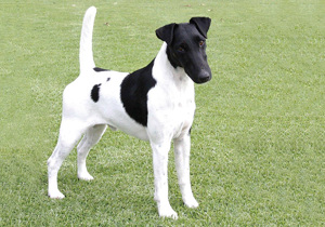 fox_terrier__smooth_