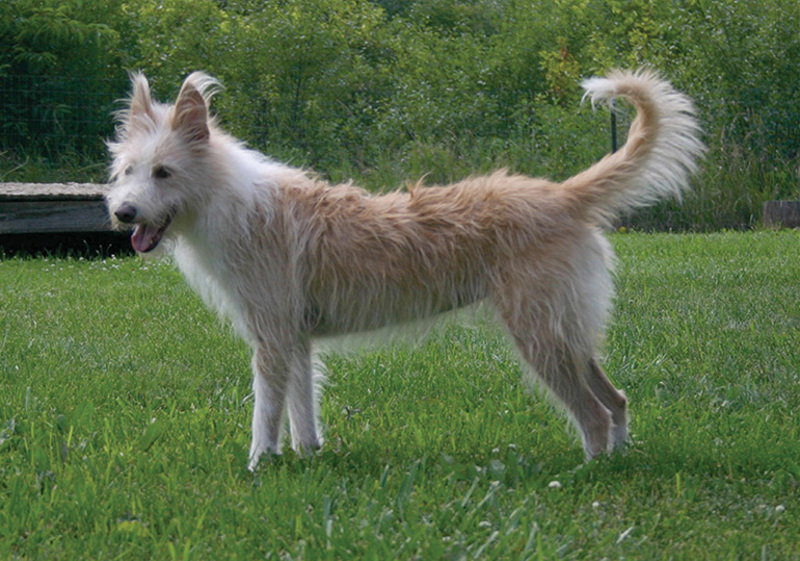 Breed Standard - Portuguese Podengo (Medium)