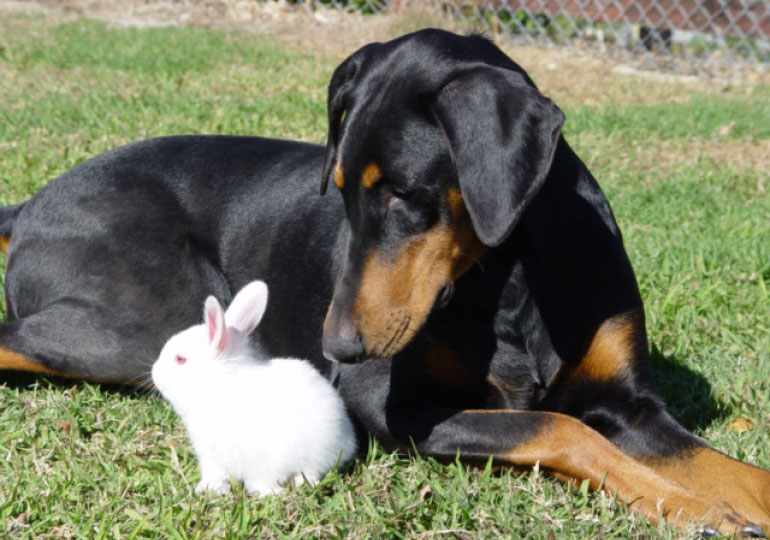 Breeder Gallery Large Image
