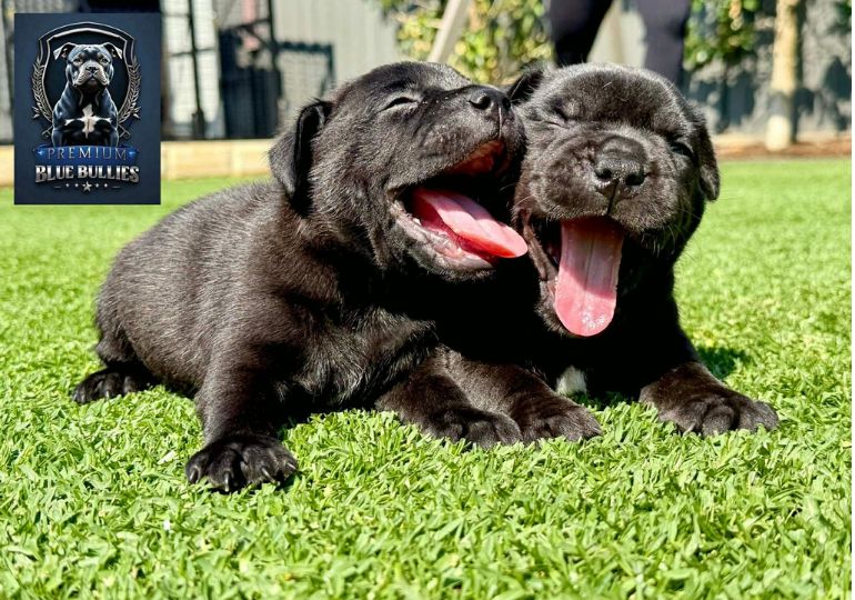 Breeder Gallery Large Image