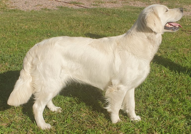 Breeder Gallery Large Image