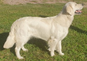 Breeder - Mrs Megan Ball