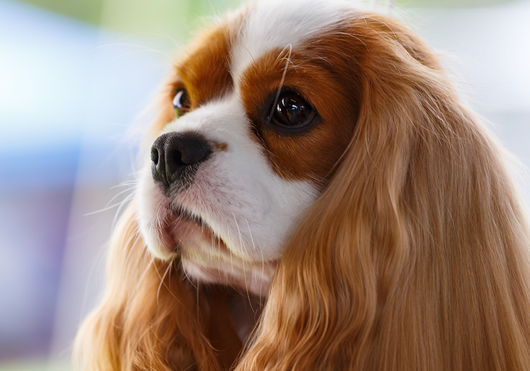 Breeder - Mr Kevin Munro