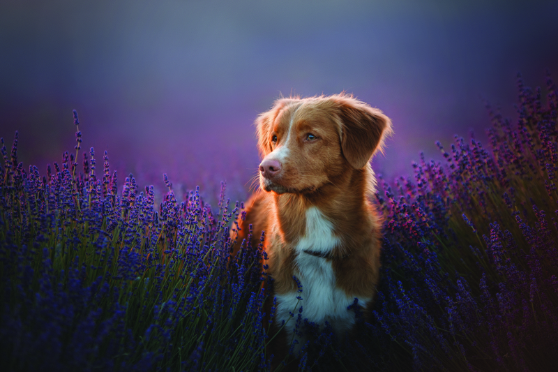 shutterstock_729721402