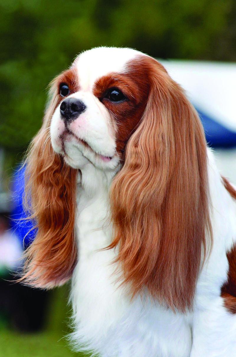 Cavalier King Charles Spaniel. batrst royal.