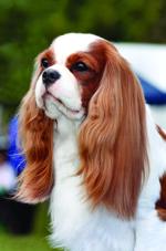 Cavalier King Charles Spaniel. batrst royal.