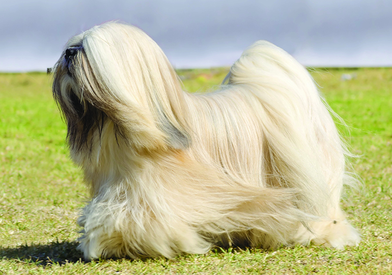 lhasa_apso