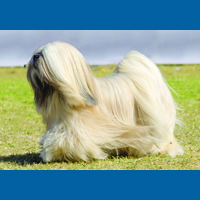 lhasa_apso