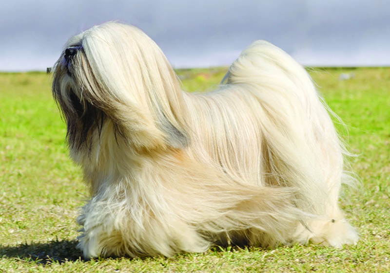 Breed Standard - Lhasa Apso