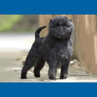 affenpinscher