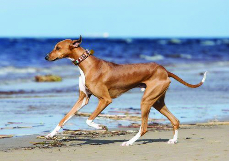 Breed Standard - Azawakh
