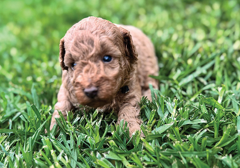 Breeder Gallery Large Image