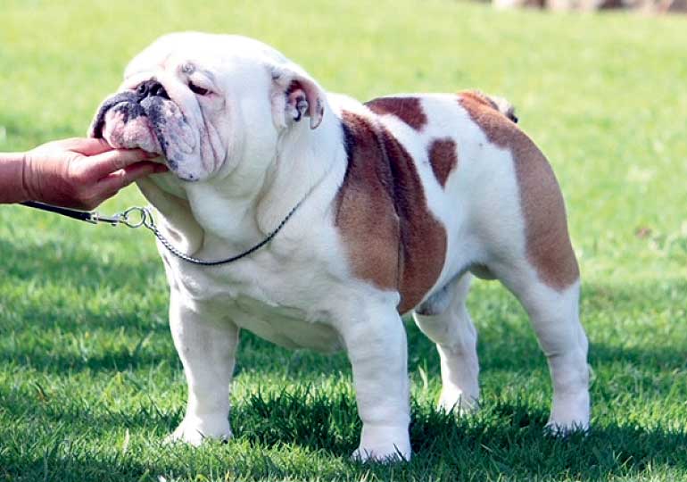 Breeder Gallery Large Image