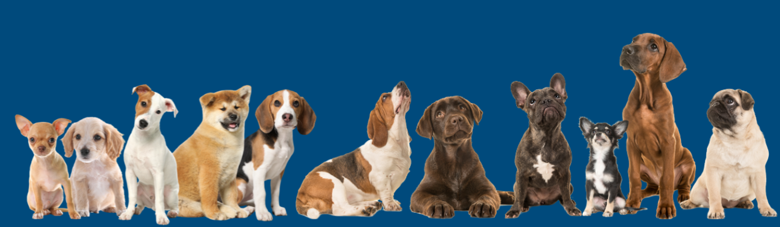 <span>Join</span> our Pack               