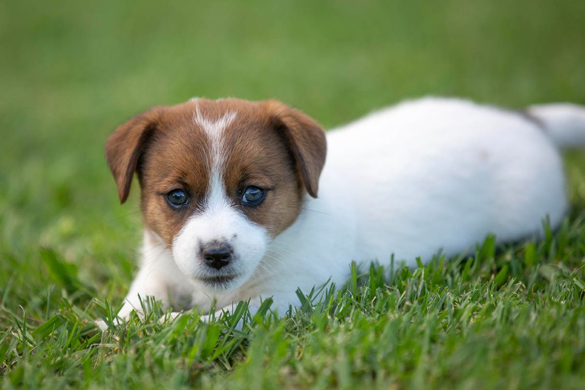 Breeder Gallery Large Image