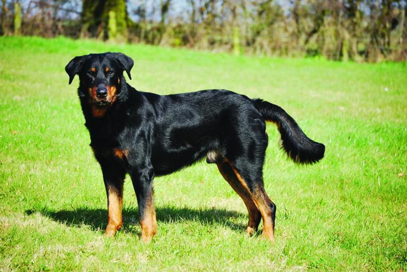 Beauceron Berger de Beauce