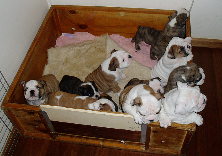 Breeder Gallery Large Image