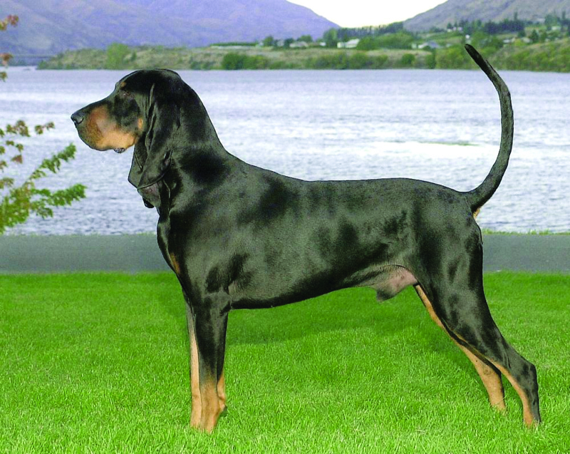 Black Tan Coonhound