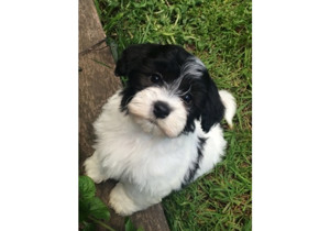 Breeder - Ms Pamela Hoole