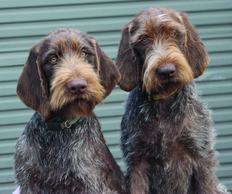 Aust Ch Whistlewire Fire and Lace and Aust Ch Whistlewire Gypsy Fire - 5 months 2
