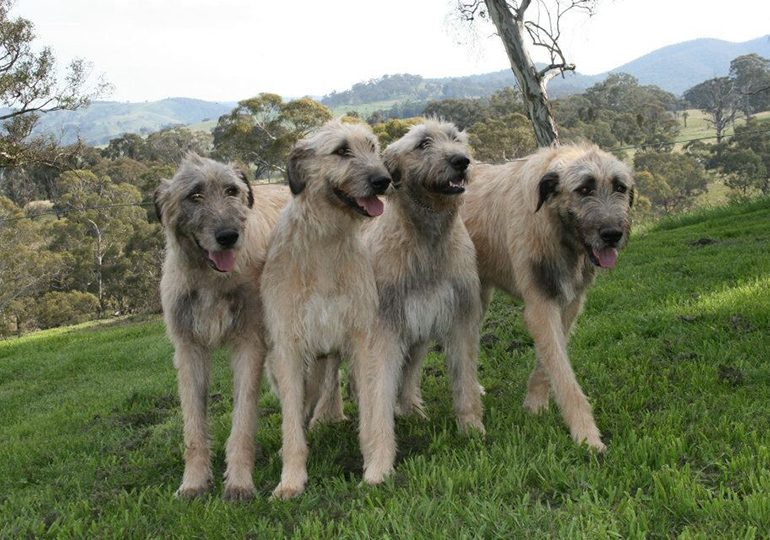 Breeder - Mrs Sylvia Munro