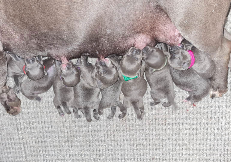 Breeder Gallery Large Image