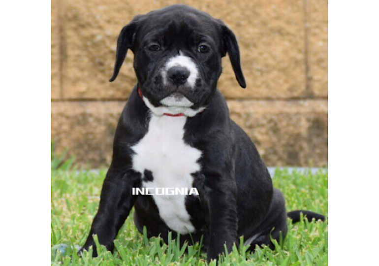 Breeder Gallery Large Image