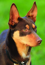 K.A. Willis. shutterstock_200684348