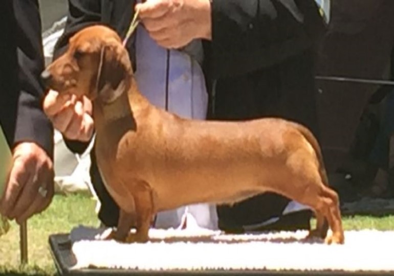 Breeder Gallery Large Image