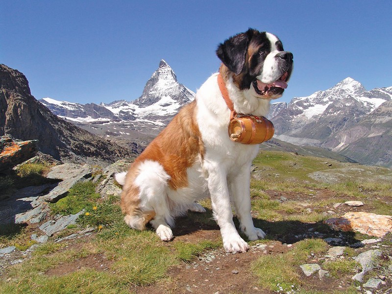 St Bernard on mountainside